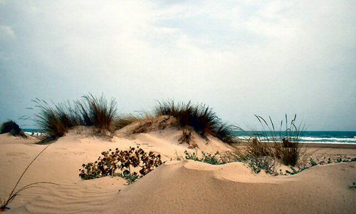 Dunas playa formentera